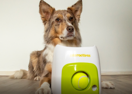 Aanschaf van een hond