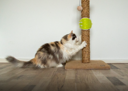 Aanschaf van een kat