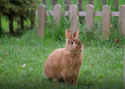 Aanschaf van een konijn