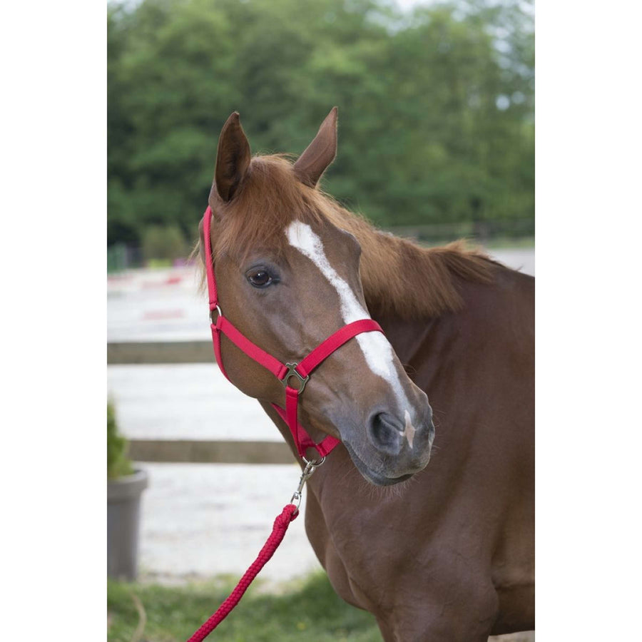 Riding World Halsterset Club met Touw Fuchsia