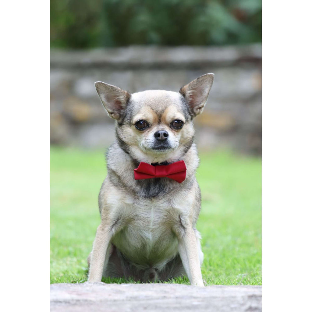 Digby & Fox Vlinderstrik Rood