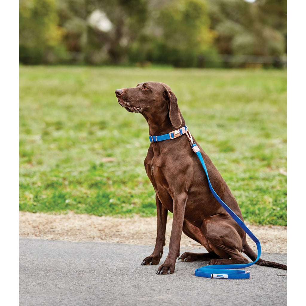WeatherBeeta Dog Lead Elegance Blue