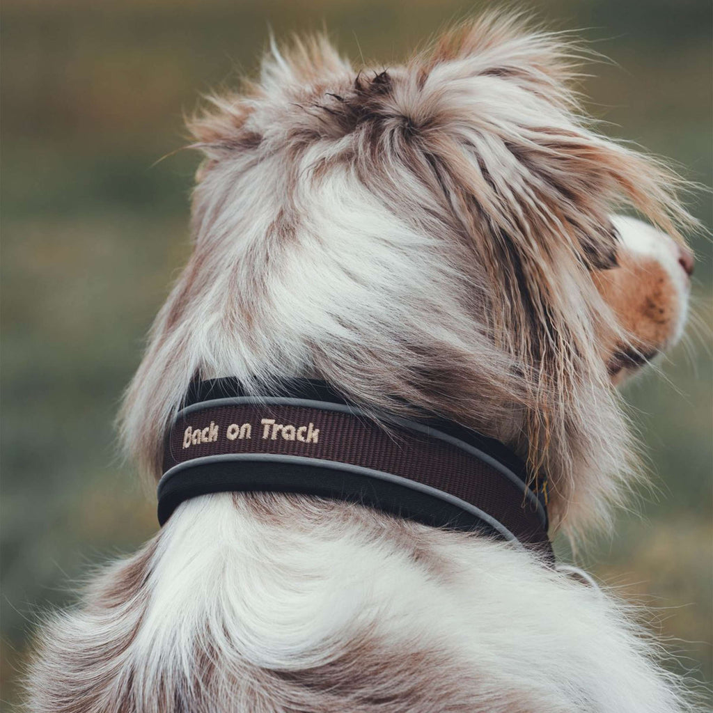 Back on Track Halsband Charlie Bruin