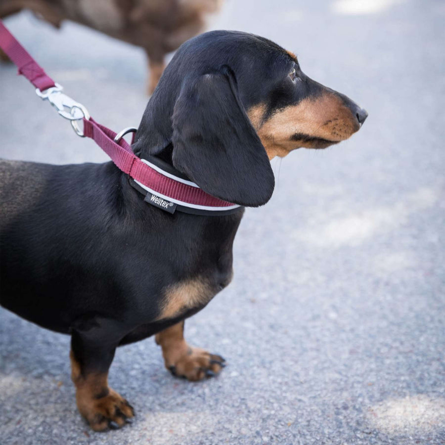 Back on Track Halsband Charlie Bordeaux