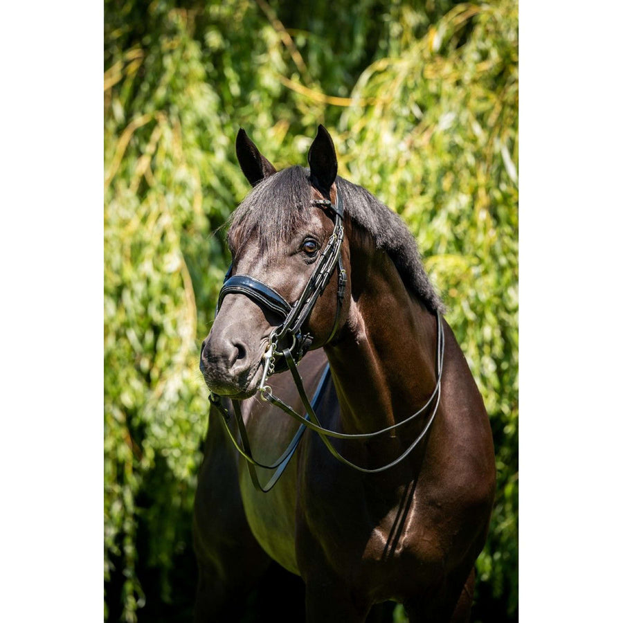 HB Stang- en Trenshoofdstel Special for You Zwart