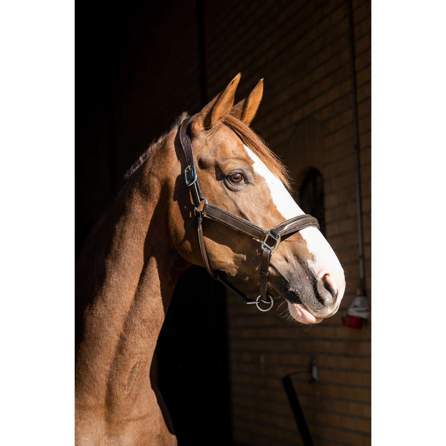 HB Halster Showtime Glitty Brown/Golden Glitter