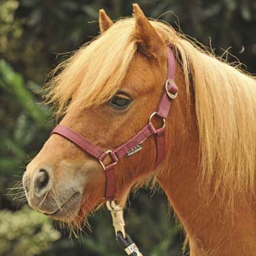HKM Halster Mini Shetland Wijnrood